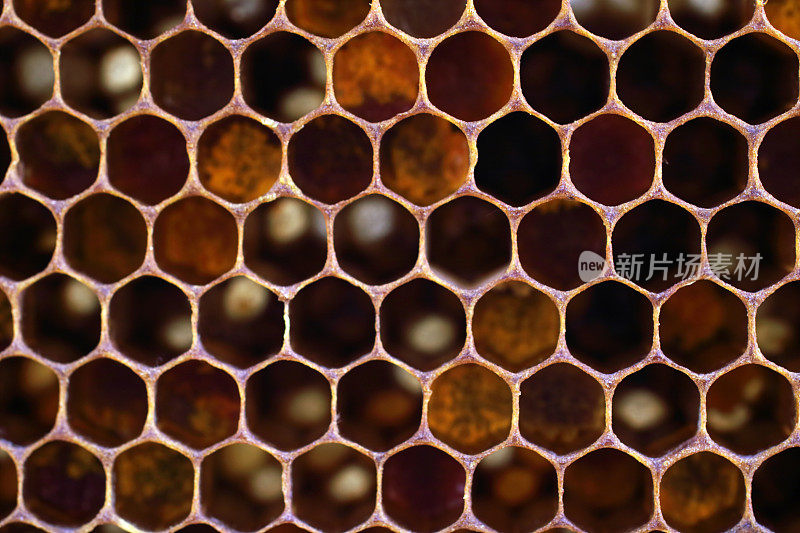 Close up beautiful honeycomb